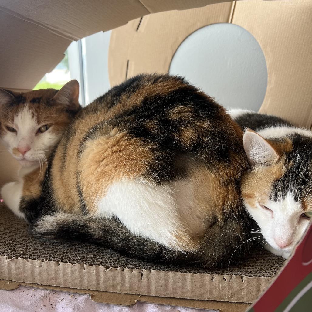 Enlarge Horns, a Adoptable Domestic Medium Hair in Normal, IL image 5/6