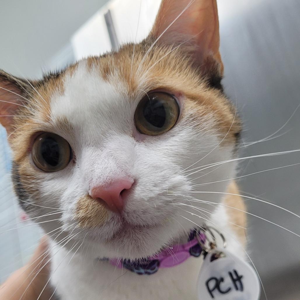 Enlarge Horns, a Adoptable Domestic Medium Hair in Normal, IL image 6/6