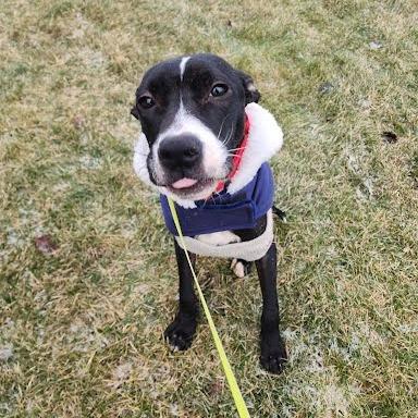 Chet, Adoptable, Young Male Pit Bull Terrier & Mixed Breed.