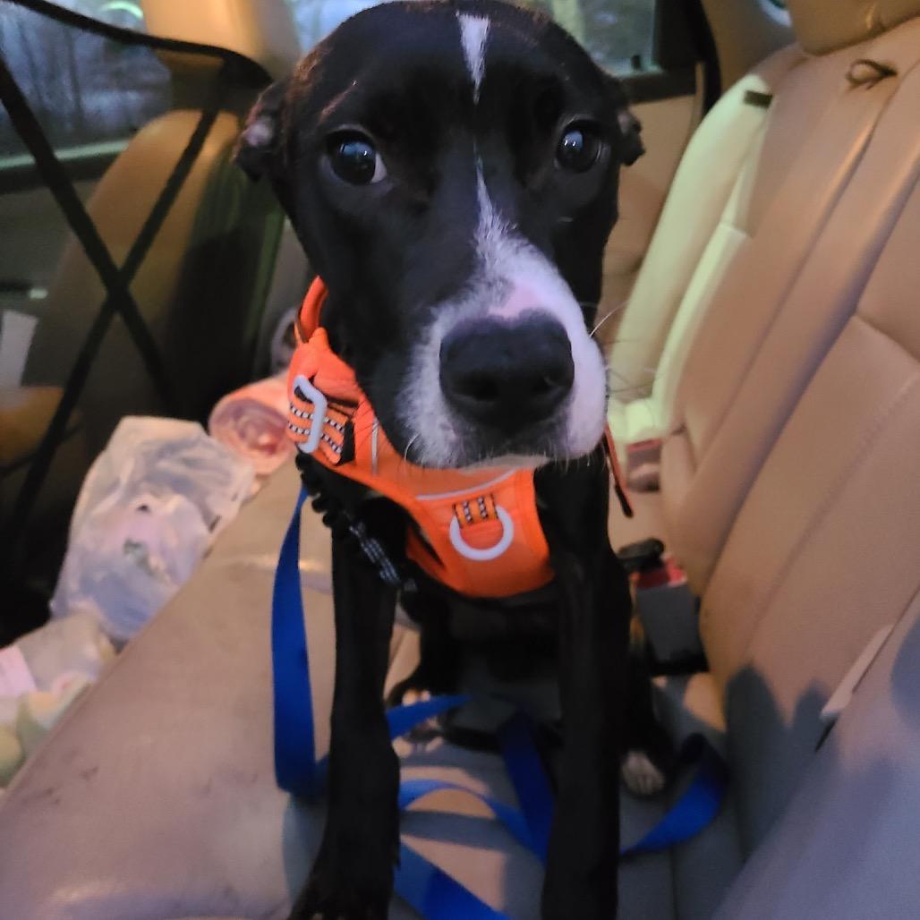 Enlarge Chet, a Adoptable mixed breed in Northville, MI image 2/3