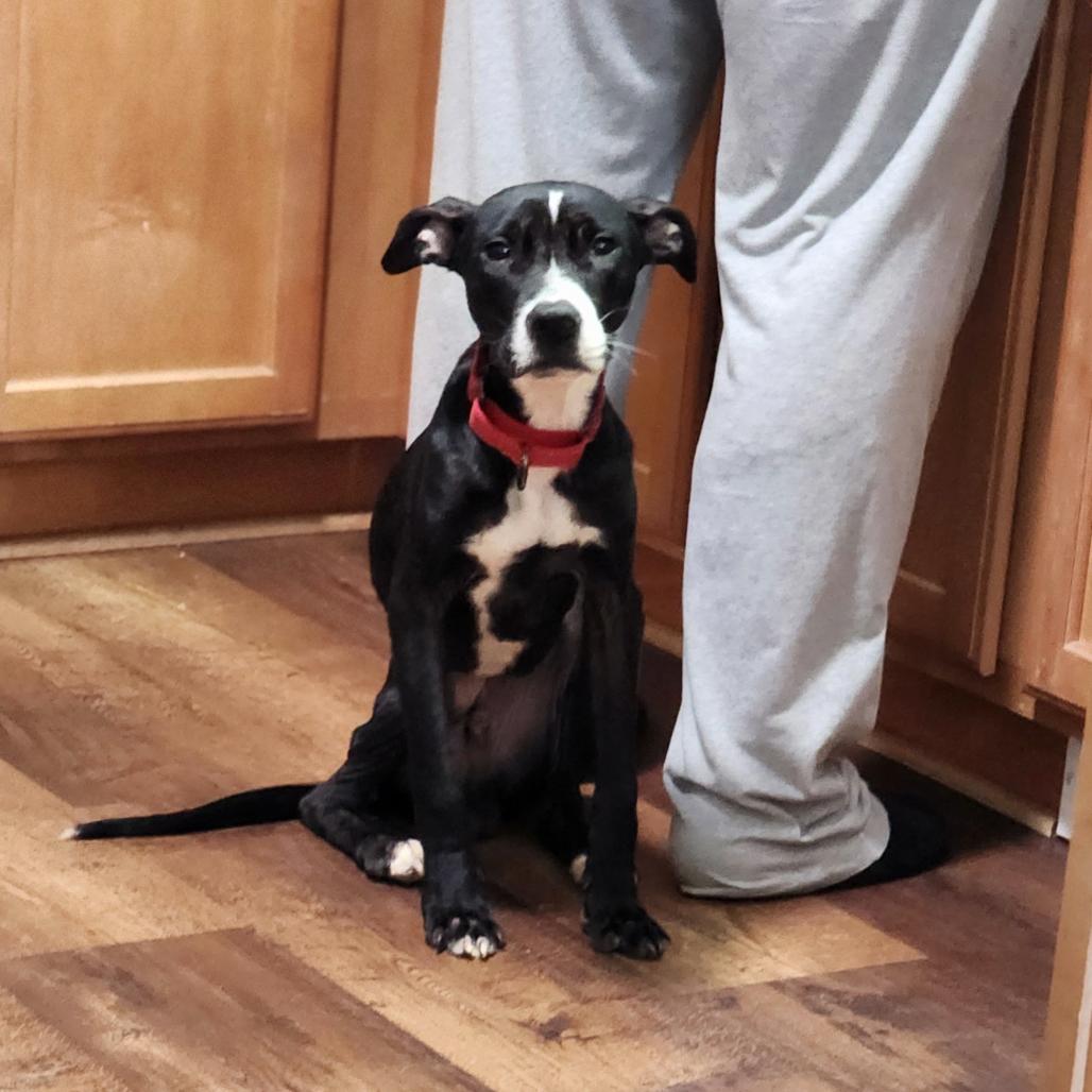 Enlarge Chet, a Adoptable mixed breed in Northville, MI image 3/3