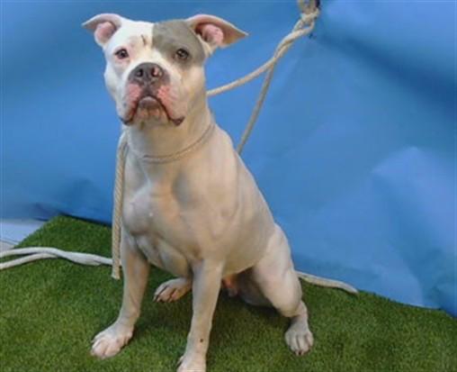 TYRA, Adoptable, Young Female Boxer.