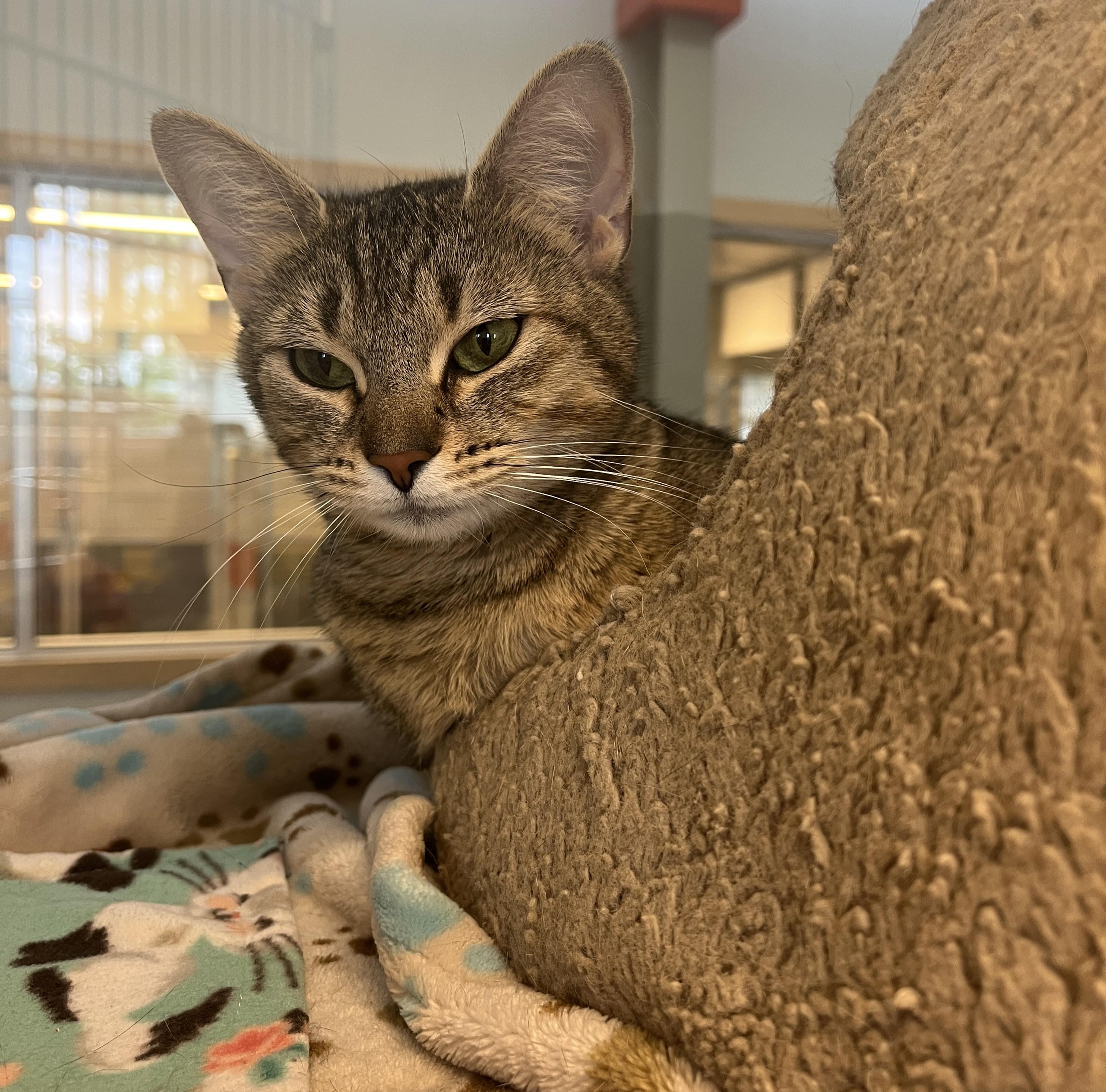 Daya, a ADOPTABLE Domestic Short Hair in Cedar Rapids, IA image 4/4