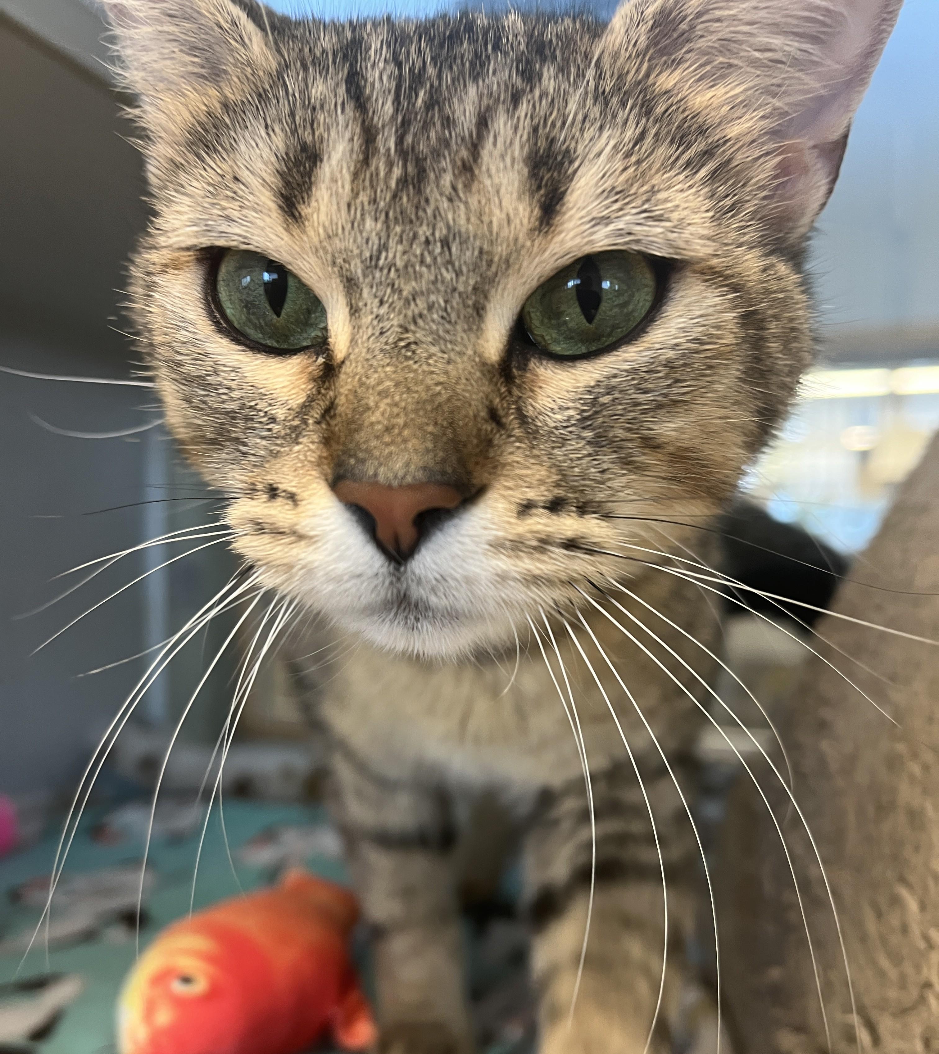 Daya, a ADOPTABLE Domestic Short Hair in Cedar Rapids, IA image 2/4