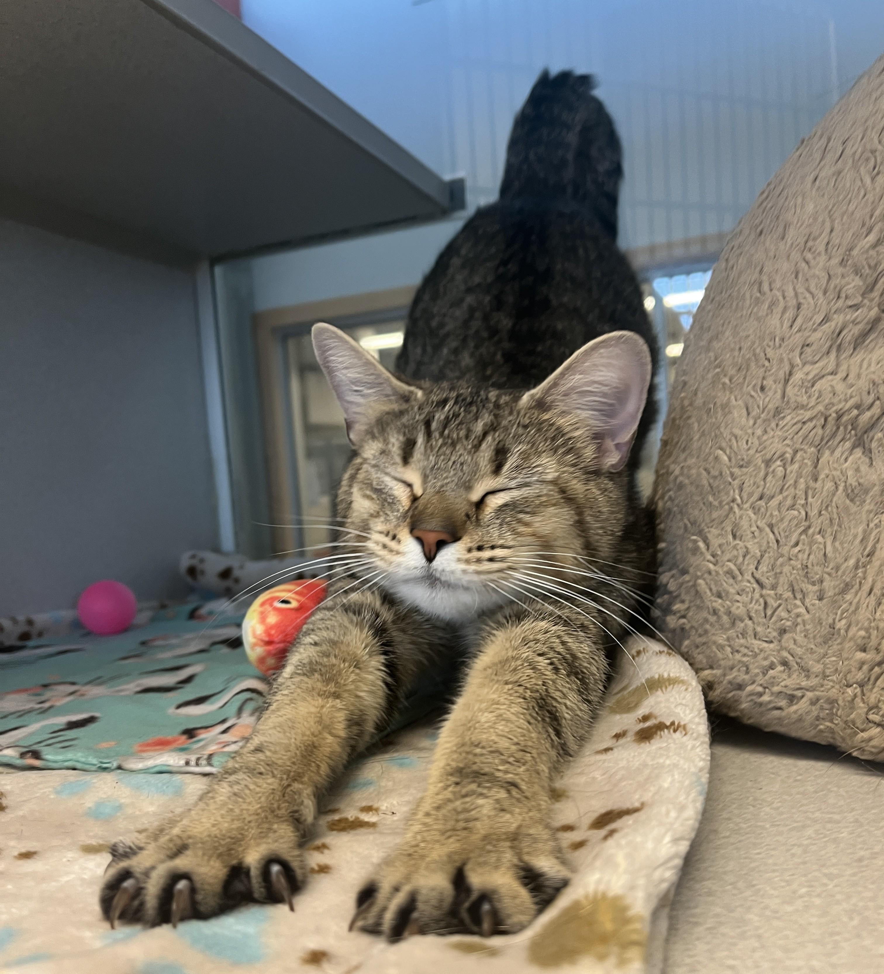 Daya, ADOPTABLE, Adult Female Domestic Short Hair.