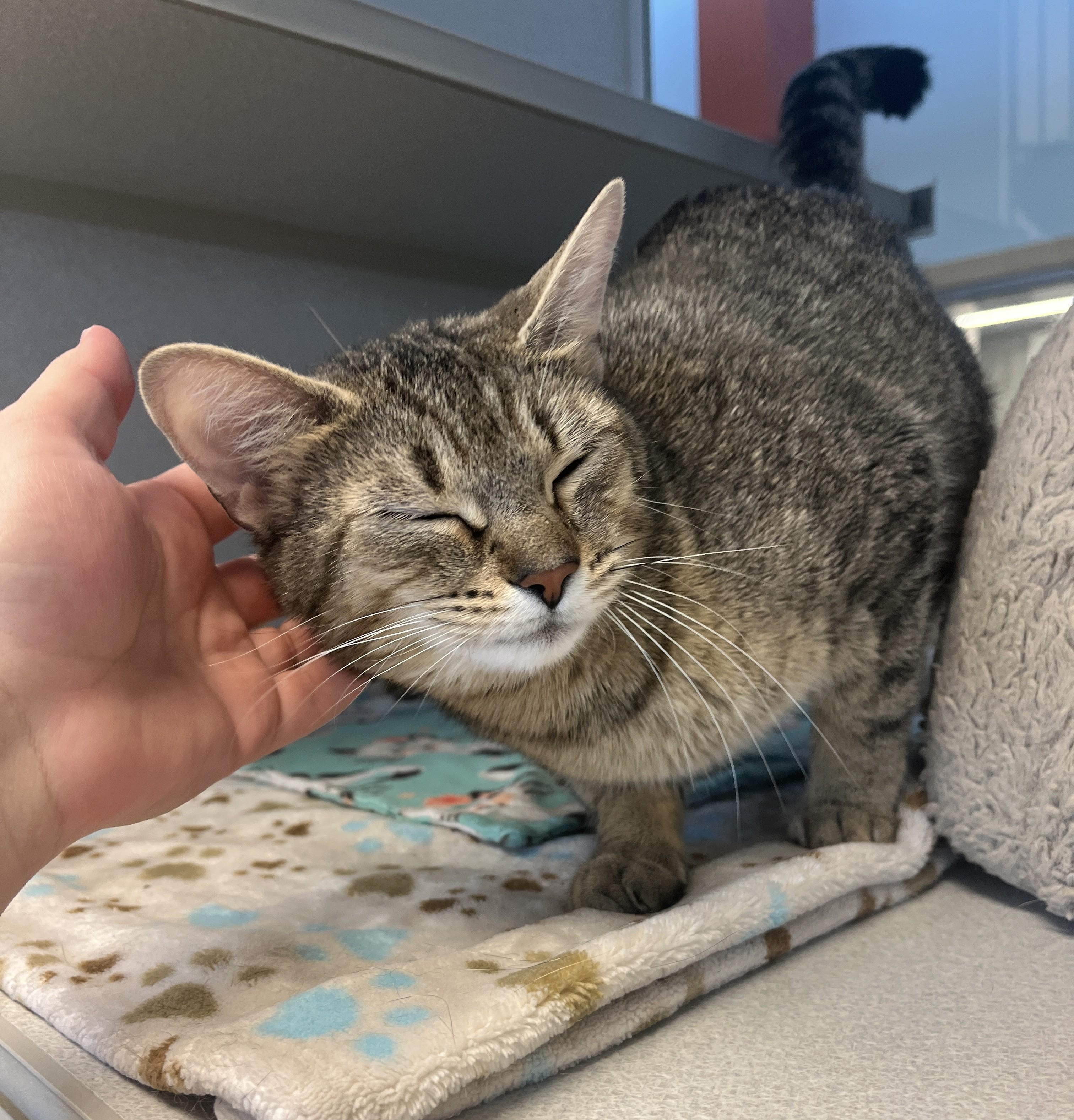 Daya, a ADOPTABLE Domestic Short Hair in Cedar Rapids, IA image 3/4