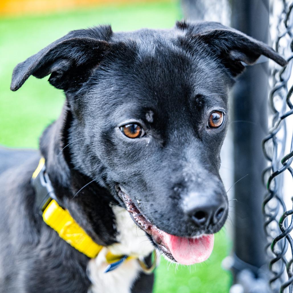 Punky, Adoptable, Young Female Terrier & Mixed Breed.