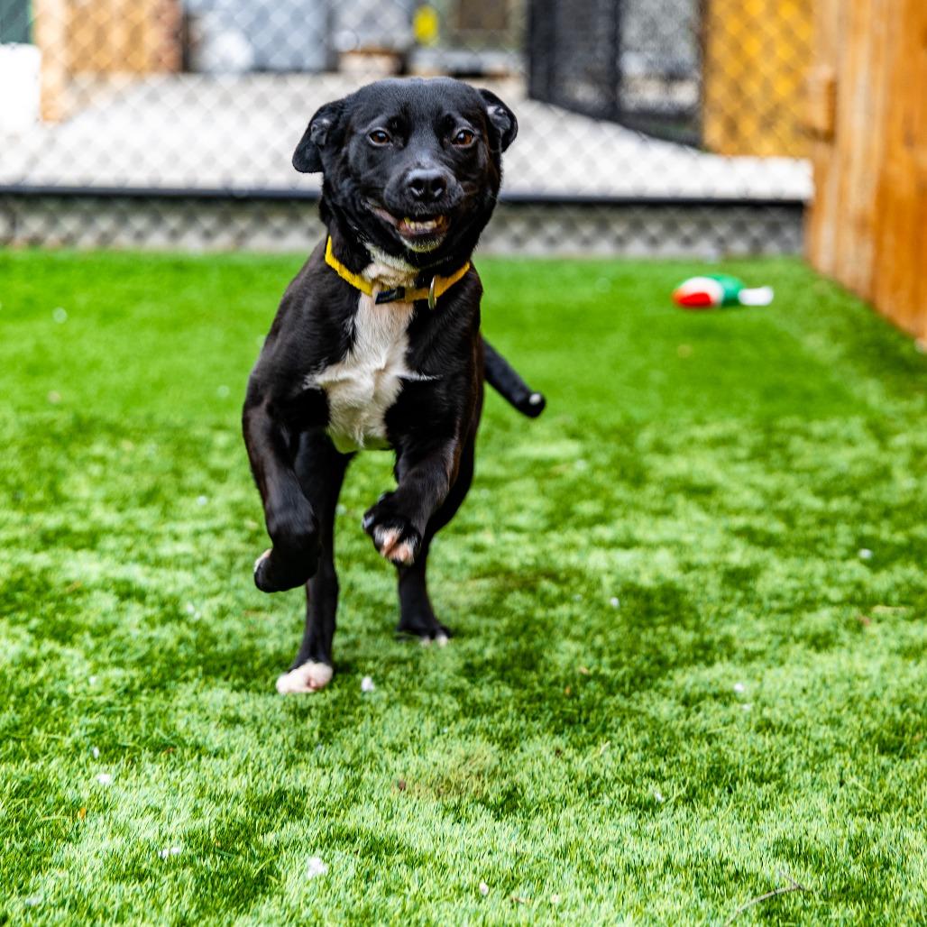 Punky, a Adoptable mixed breed in Naperville, IL image 2/6