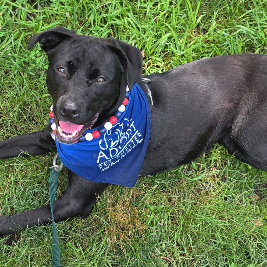 Punky, a Adoptable mixed breed in Naperville, IL image 3/6