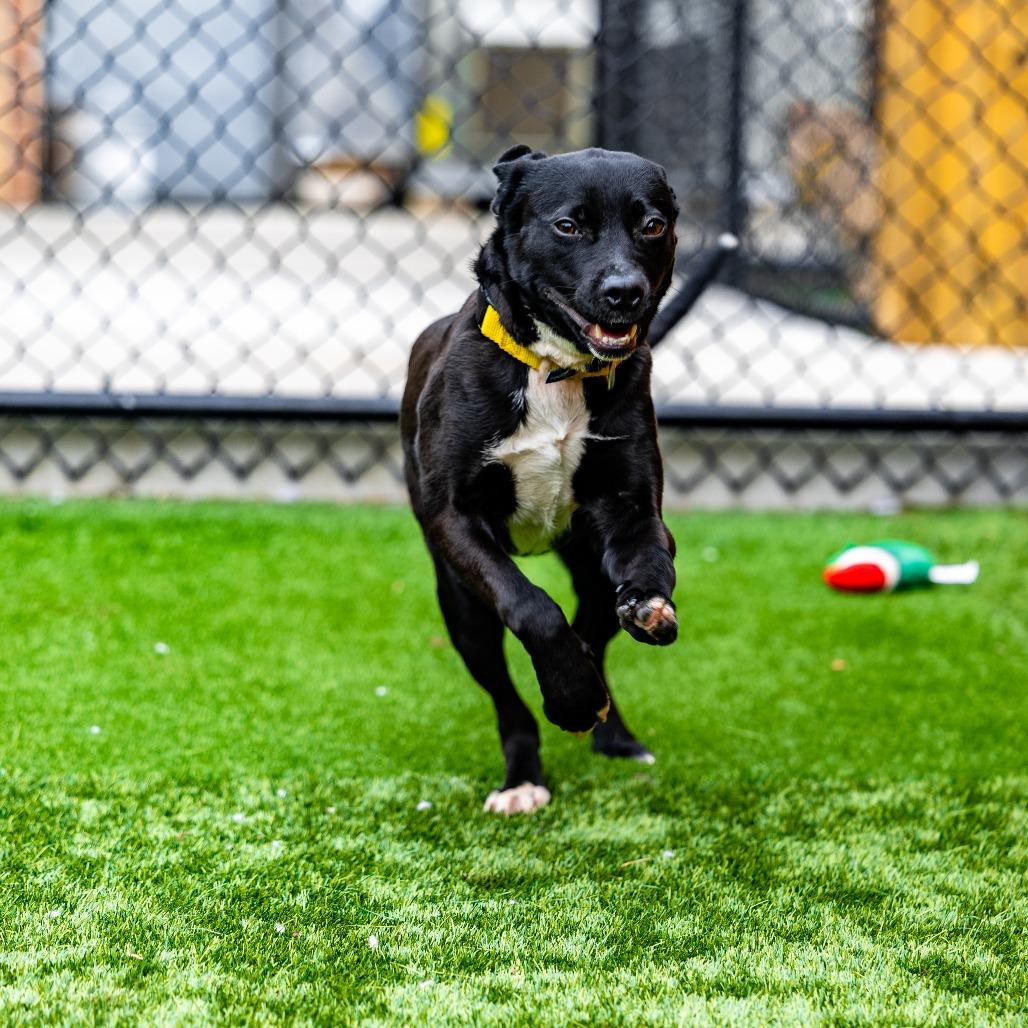 Enlarge Punky, a Adoptable mixed breed in Naperville, IL image 6/6