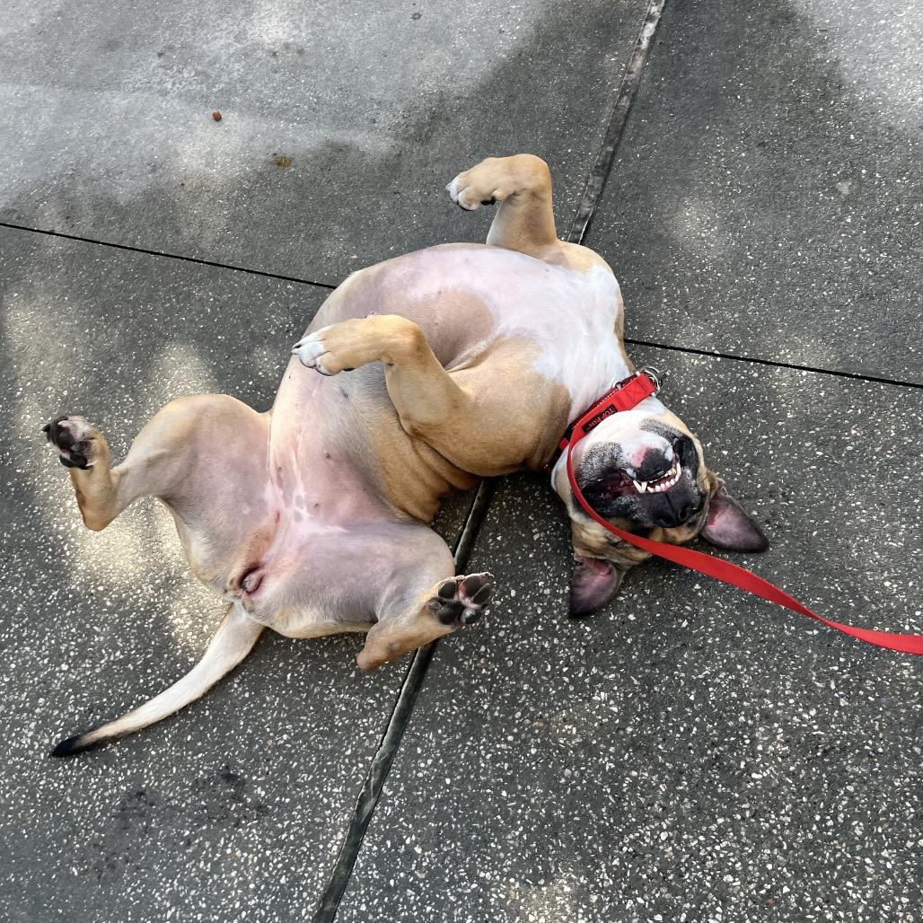 Meatball, a Adoptable Mixed Breed in Jacksonville, FL image 1/6