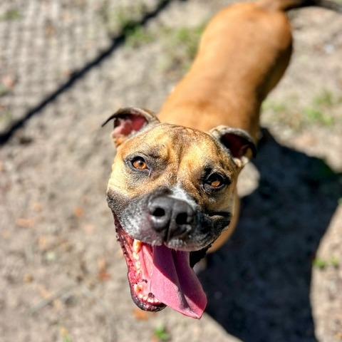 Meatball, Adoptable, Adult Female Mixed Breed.