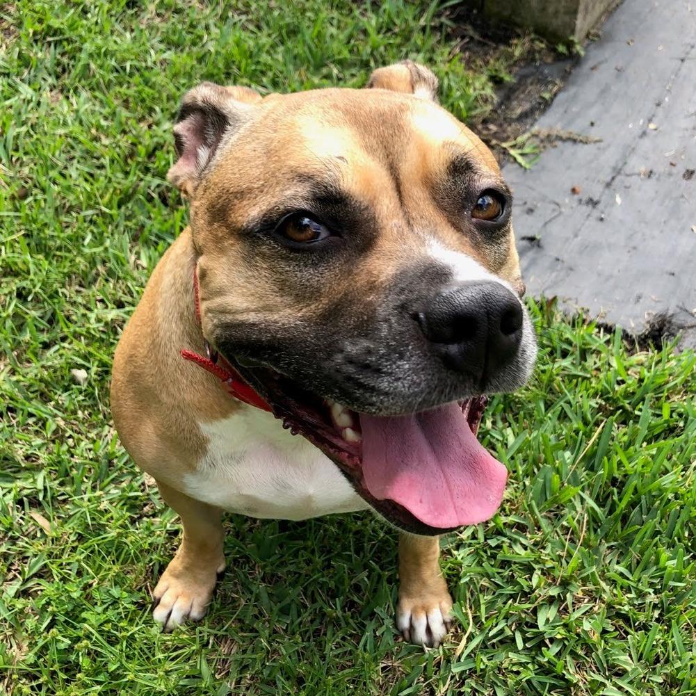 Enlarge Meatball, a Adoptable Mixed Breed in Jacksonville, FL image 2/6