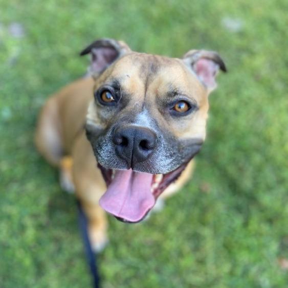 Enlarge Meatball, a Adoptable Mixed Breed in Jacksonville, FL image 4/6