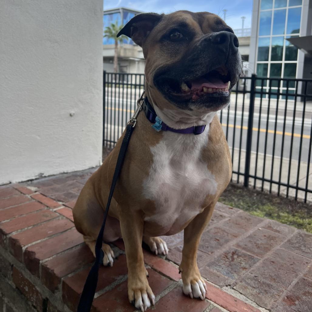 Enlarge Meatball, a Adoptable Mixed Breed in Jacksonville, FL image 5/6