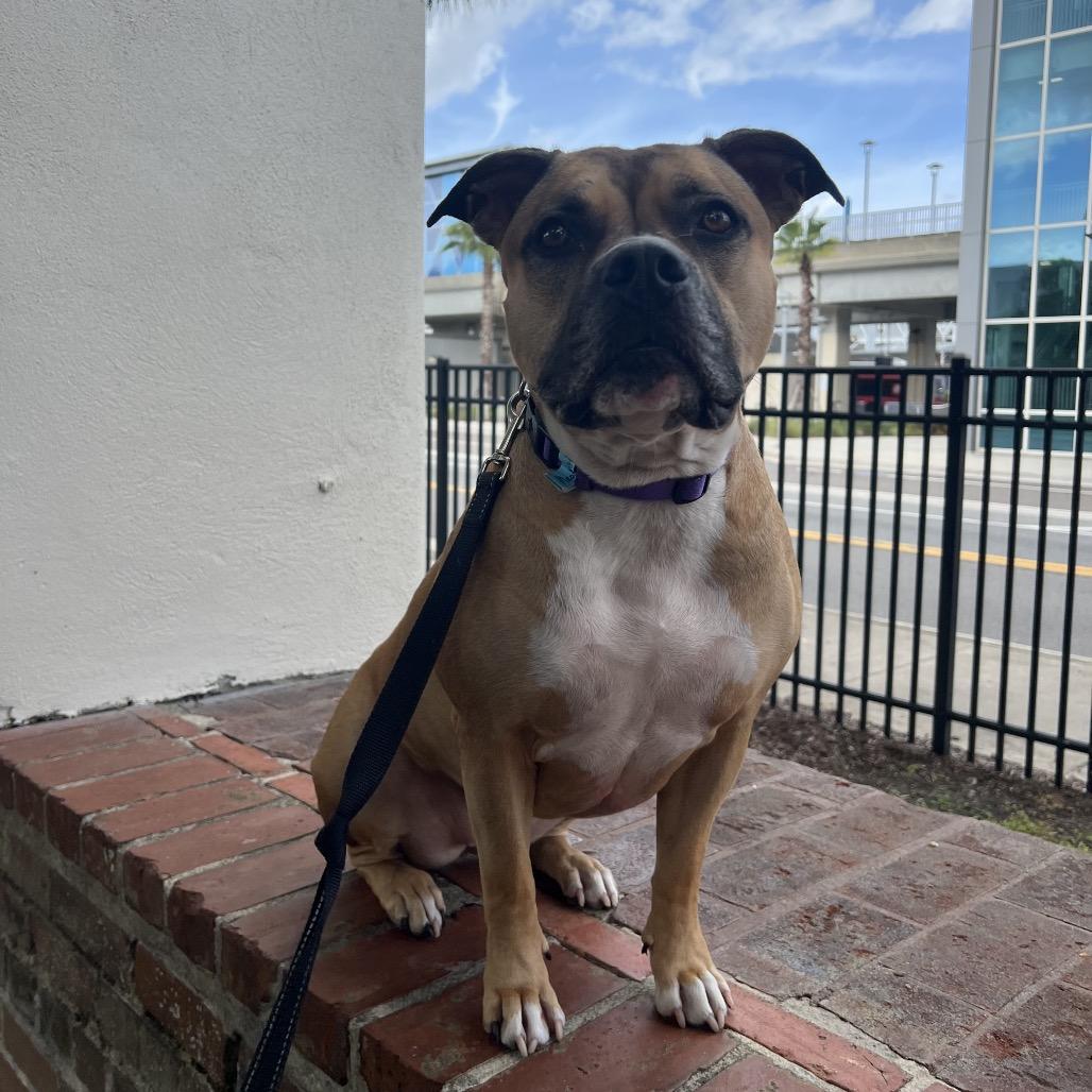 Meatball, a Adoptable Mixed Breed in Jacksonville, FL image 5/6