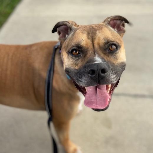 Enlarge Meatball, a Adoptable Mixed Breed in Jacksonville, FL image 6/6