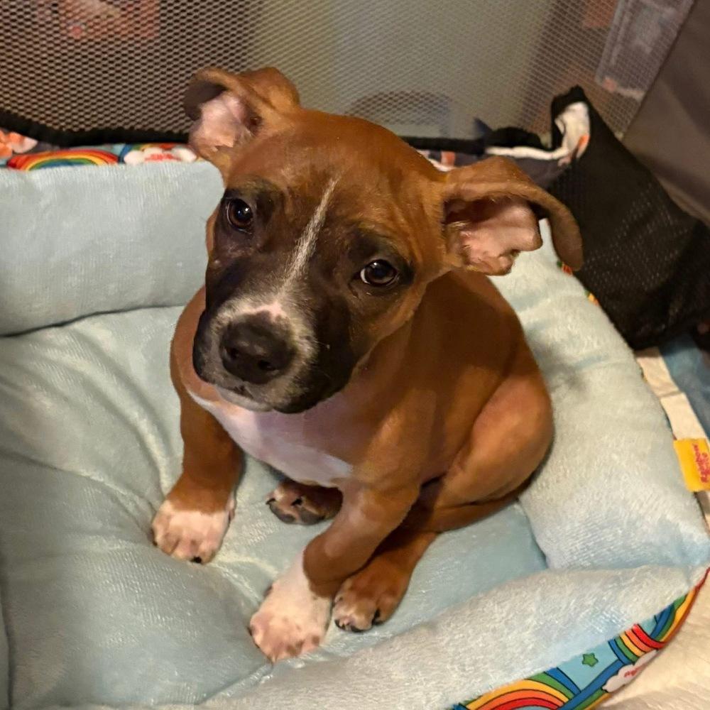 Enlarge Bernice, a Adoptable mixed breed in Denver, CO image 1/5