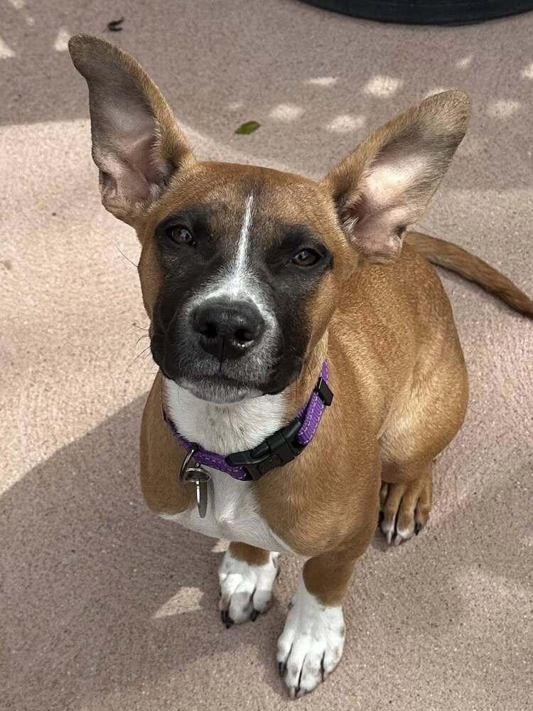 Enlarge Bernice, a Adoptable mixed breed in Denver, CO image 1/4