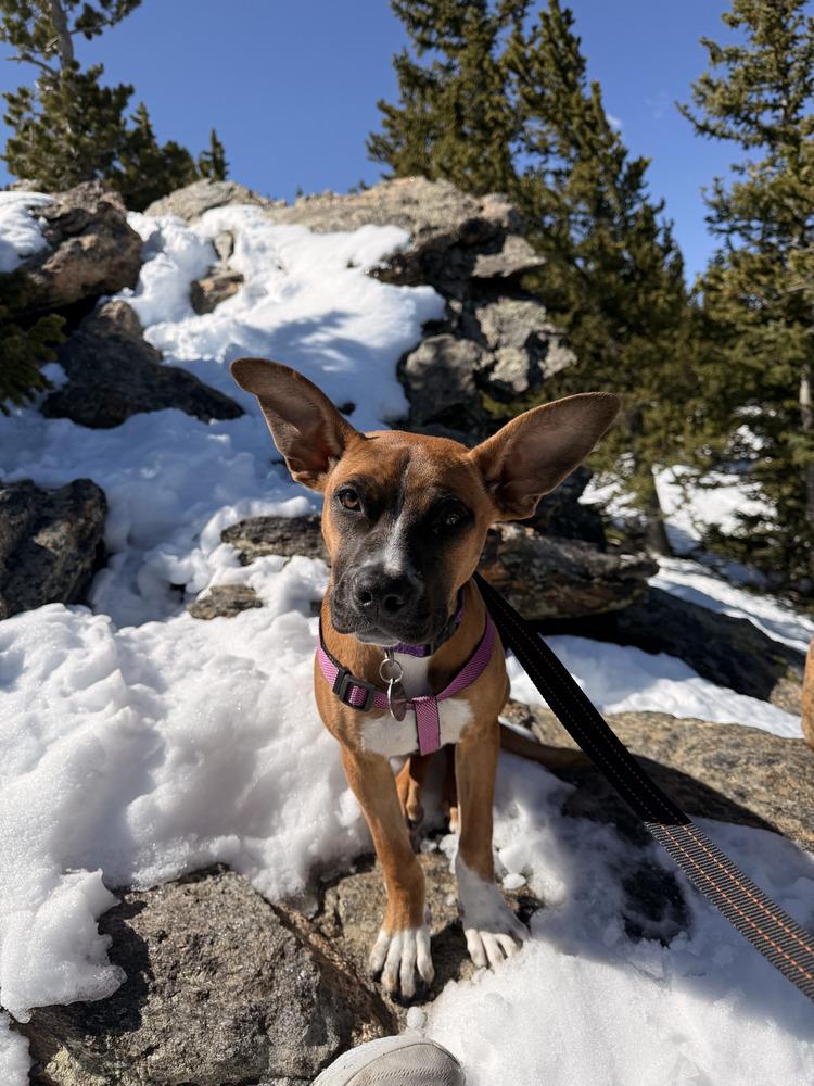 Enlarge Bernice, a Adoptable mixed breed in Denver, CO image 2/6