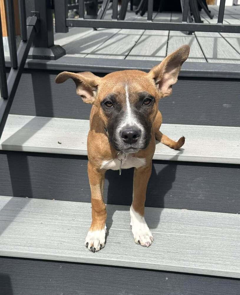 Enlarge Bernice, a Adoptable mixed breed in Denver, CO image 2/4