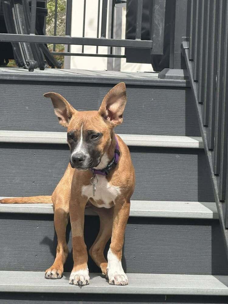 Enlarge Bernice, a Adoptable mixed breed in Denver, CO image 3/4