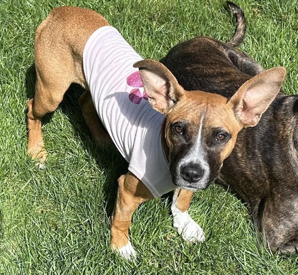 Enlarge Bernice, a Adoptable mixed breed in Denver, CO image 6/6
