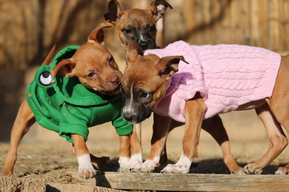 Enlarge Bernice, a Adoptable mixed breed in Denver, CO image 2/5