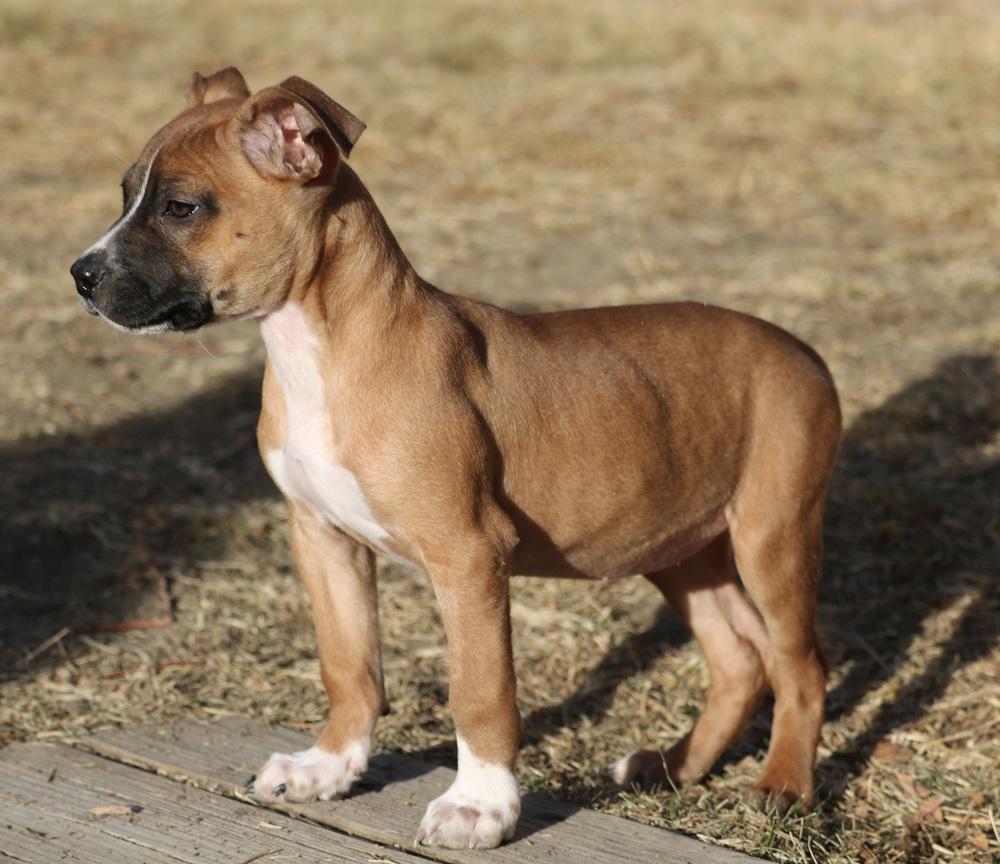 Enlarge Bernice, a Adoptable mixed breed in Denver, CO image 4/5