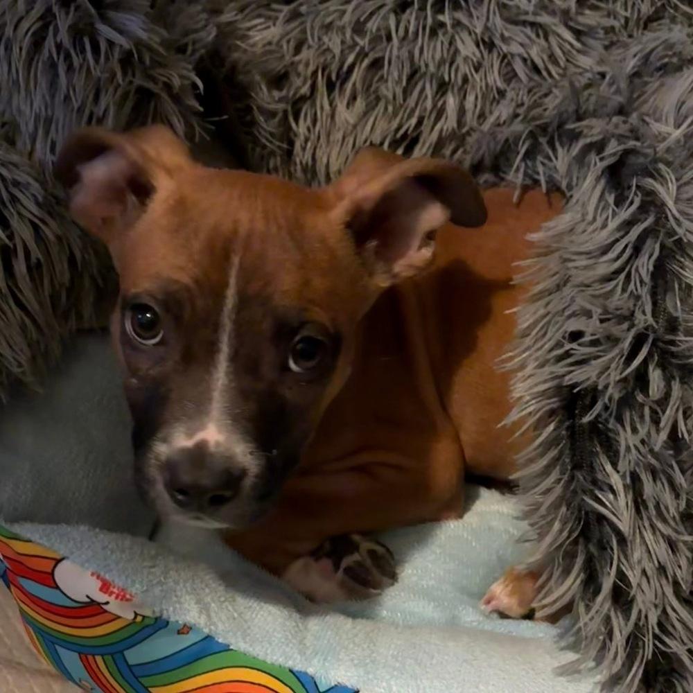 Enlarge Bernice, a Adoptable mixed breed in Denver, CO image 5/5