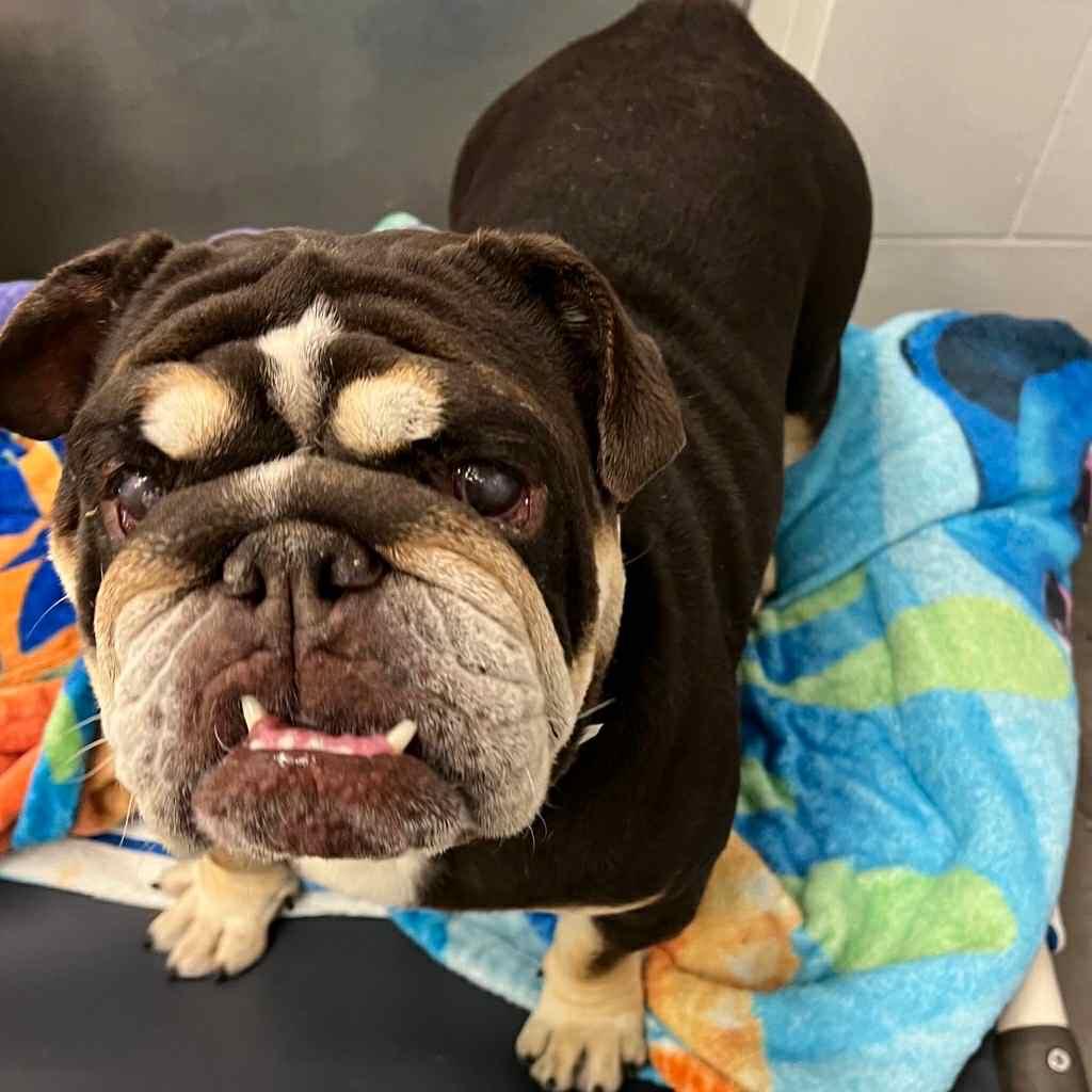 Dog for adoption - Godiva, an English Bulldog in Phoenix, AZ | Petfinder