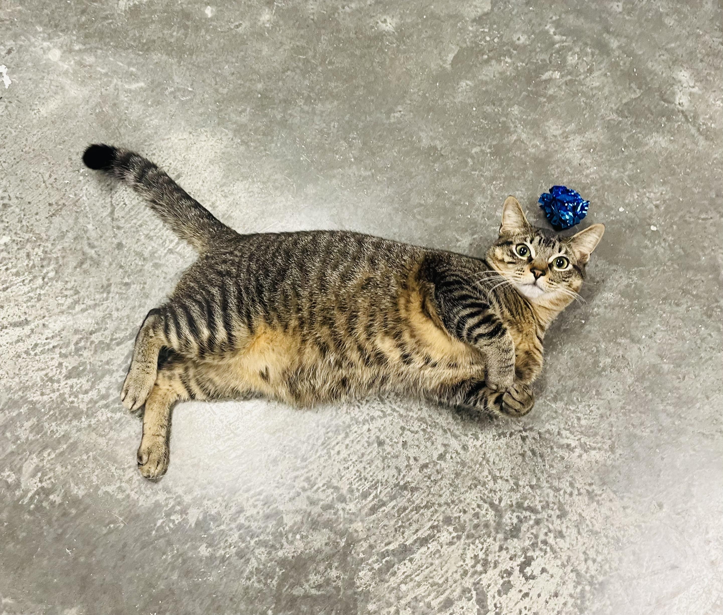 Enlarge Rollo , an adopted mixed breed in Seabrook, TX image 1/5