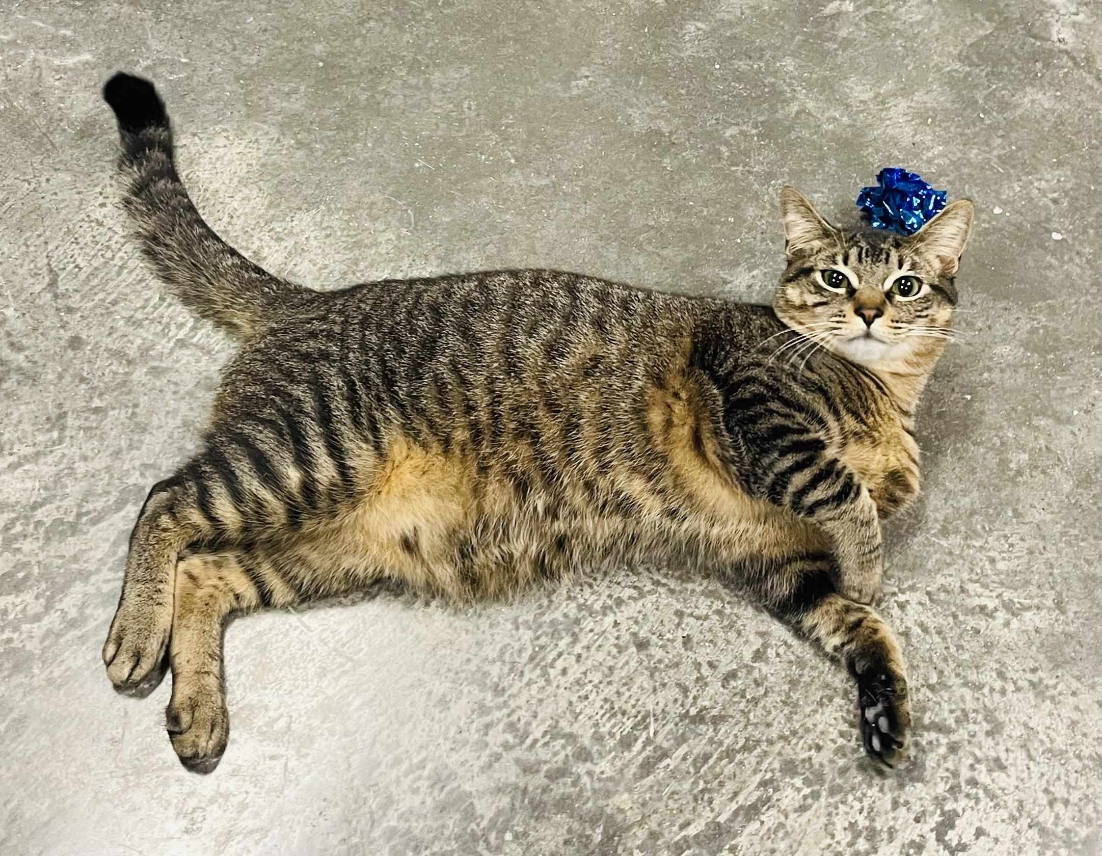 Enlarge Rollo , an adopted mixed breed in Seabrook, TX image 5/5