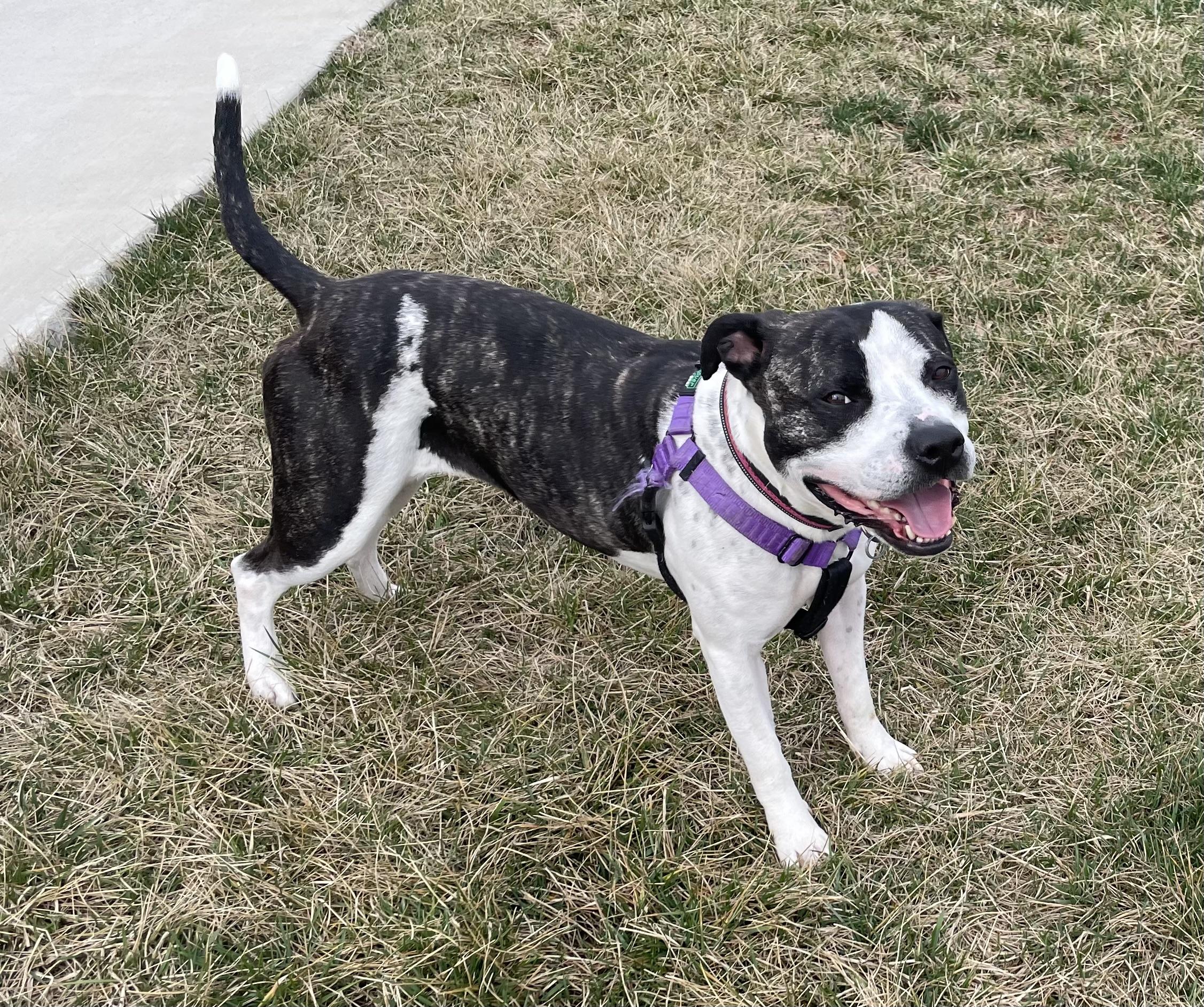 Enlarge Drew, a ADOPTABLE mixed breed in Leesburg, VA image 1/6