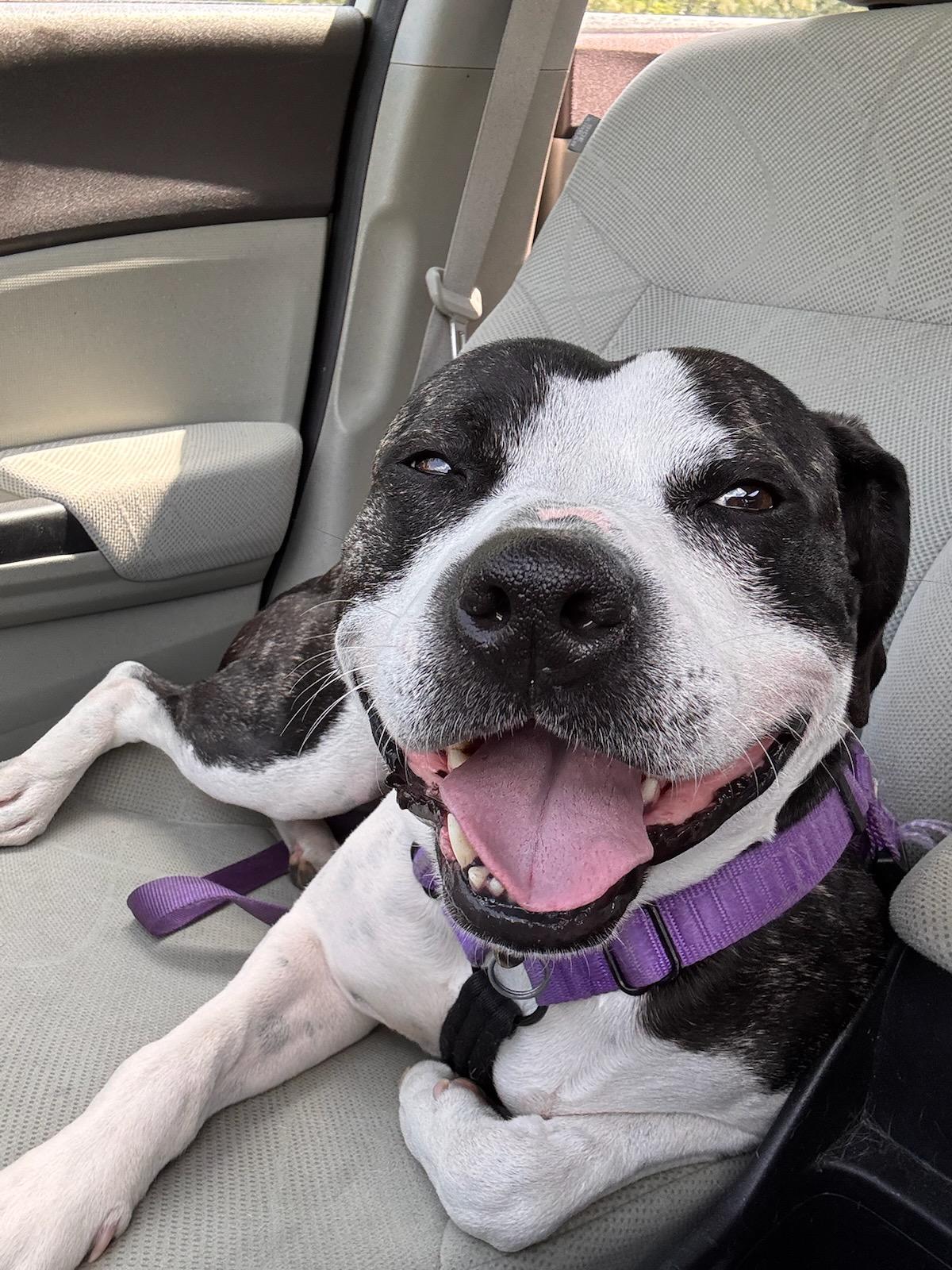 Drew, ADOPTABLE, Adult Female Boxer & American Staffordshire Terrier.