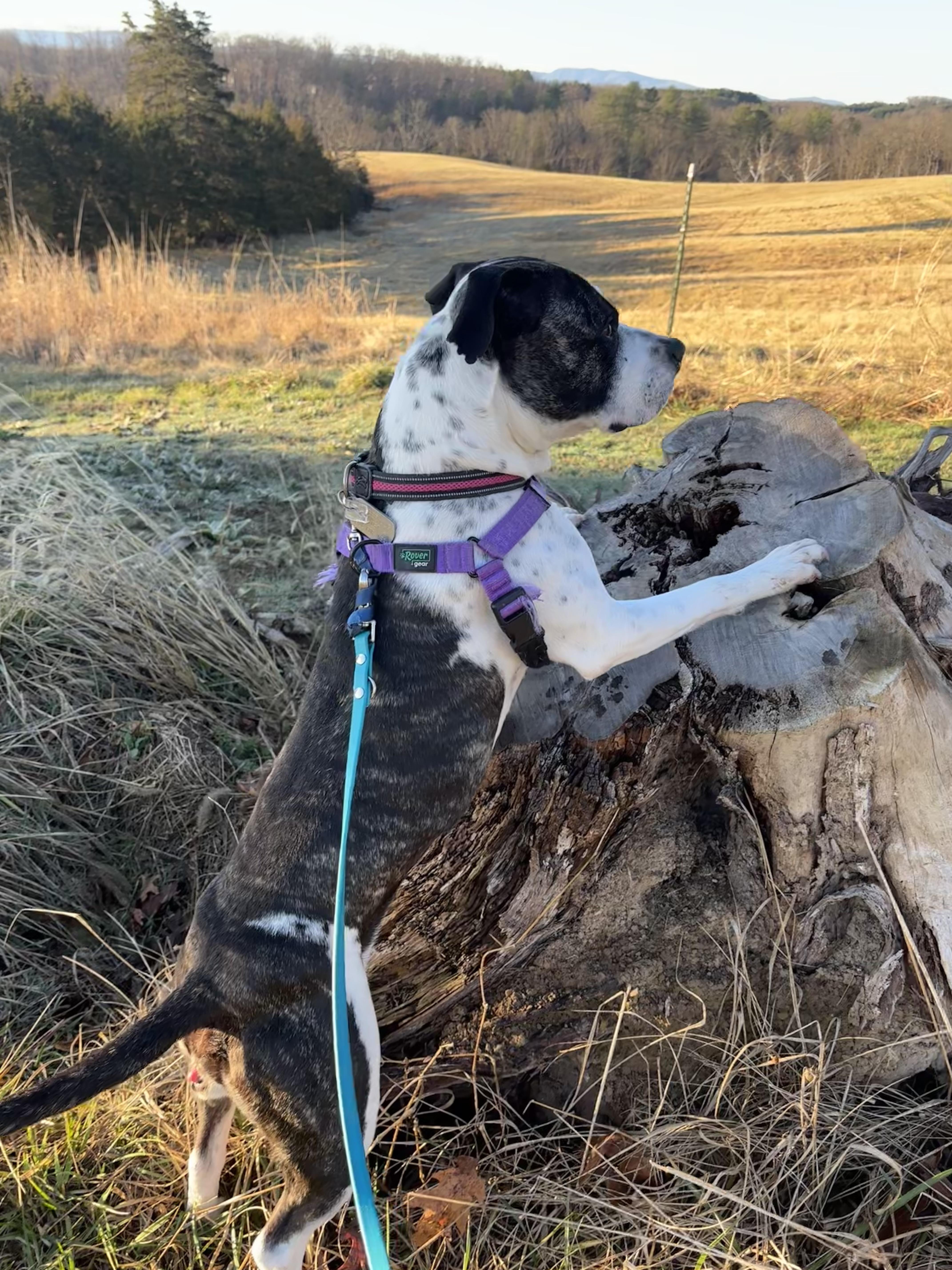 Enlarge Drew, a ADOPTABLE mixed breed in Leesburg, VA image 5/6