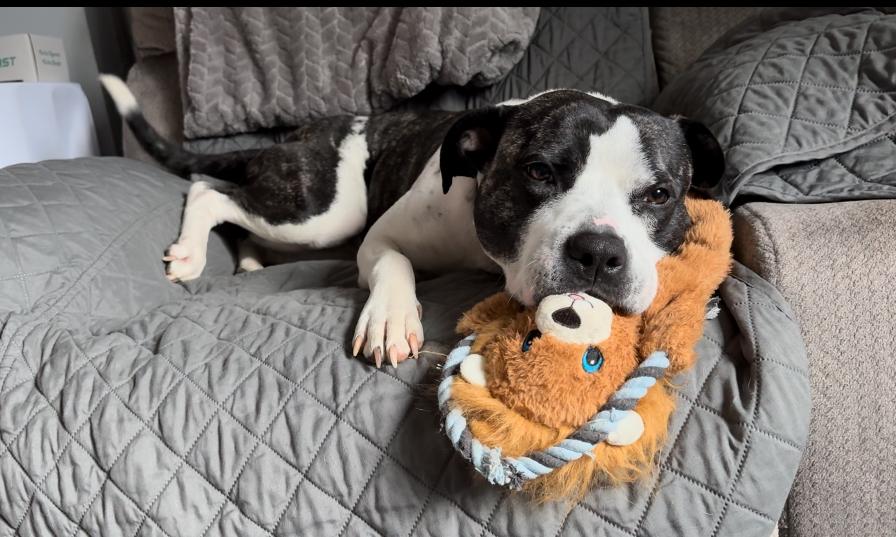 Enlarge Drew, a ADOPTABLE mixed breed in Leesburg, VA image 2/6