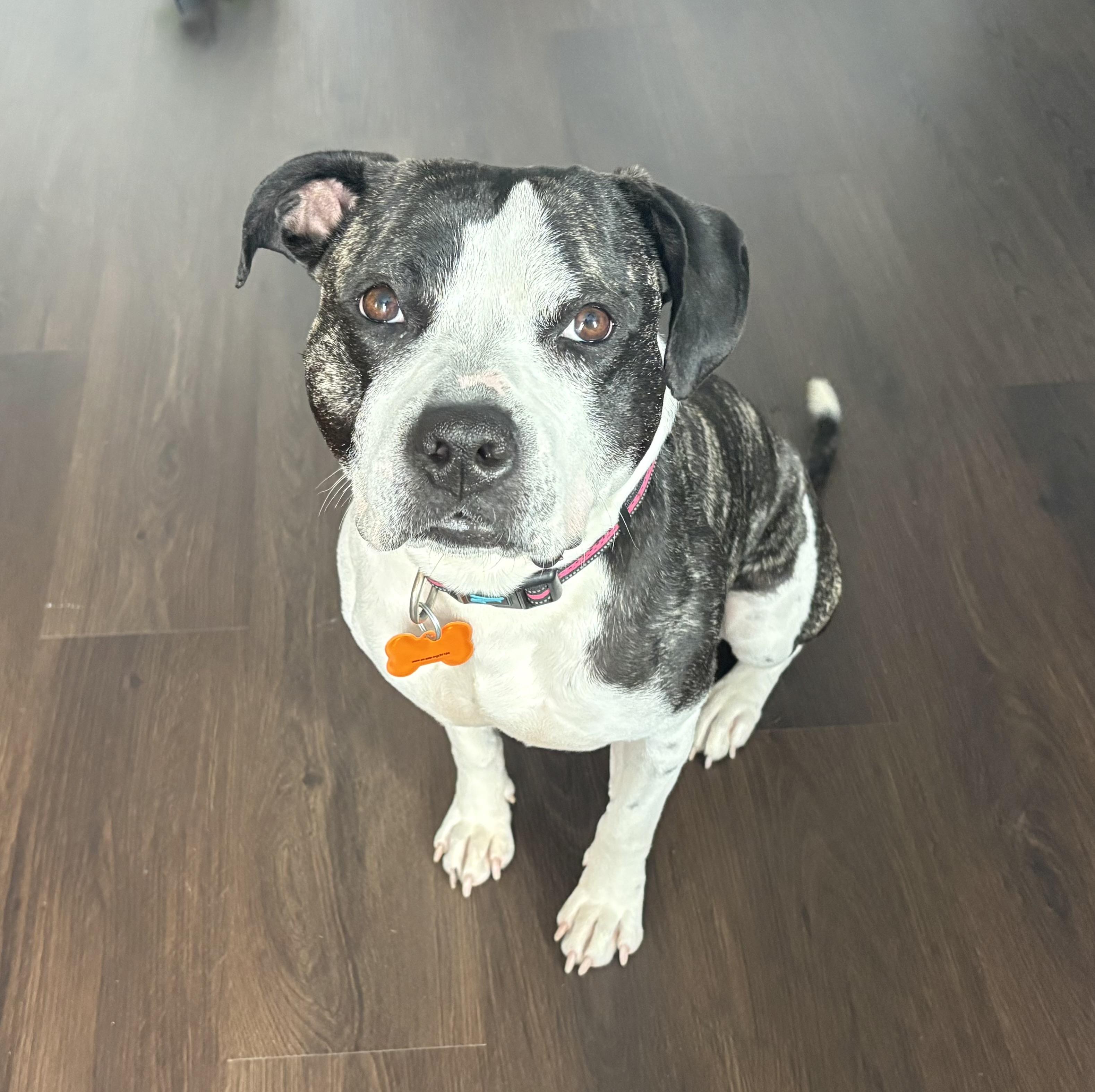 Drew, ADOPTABLE, Adult Male American Staffordshire Terrier & Boxer.