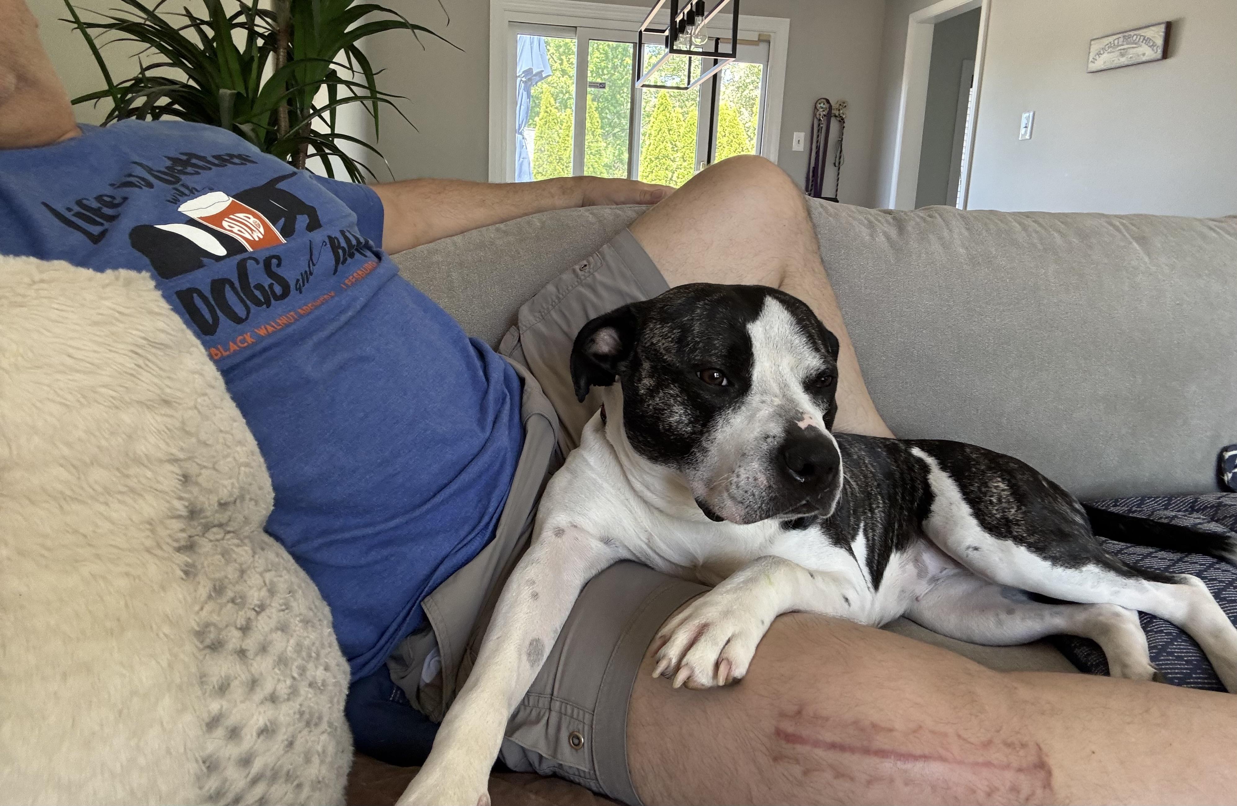 Drew, a ADOPTABLE mixed breed in Leesburg, VA image 2/6