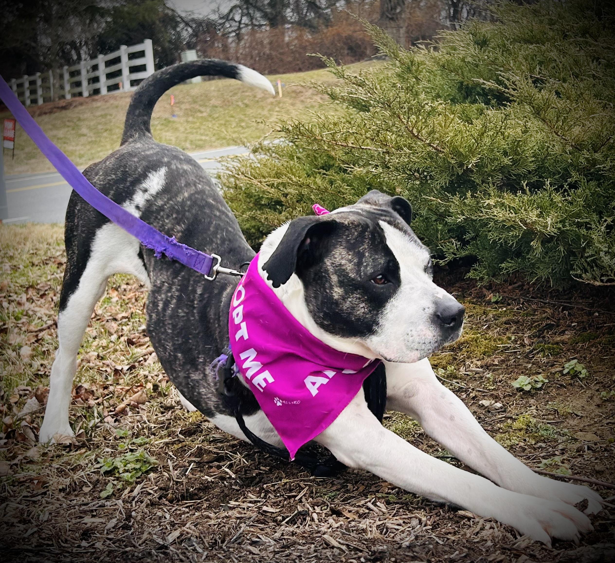 Enlarge Drew, a ADOPTABLE mixed breed in Leesburg, VA image 4/6