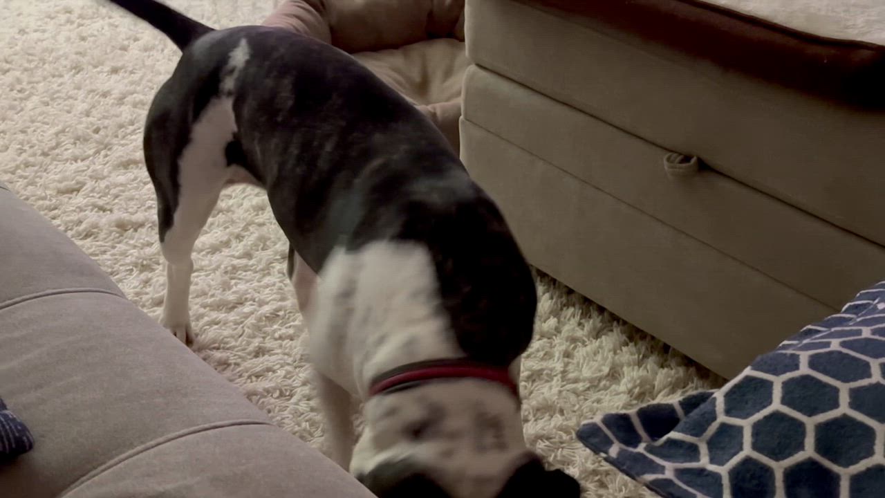 Enlarge Drew, a ADOPTABLE mixed breed in Leesburg, VA video 2/6