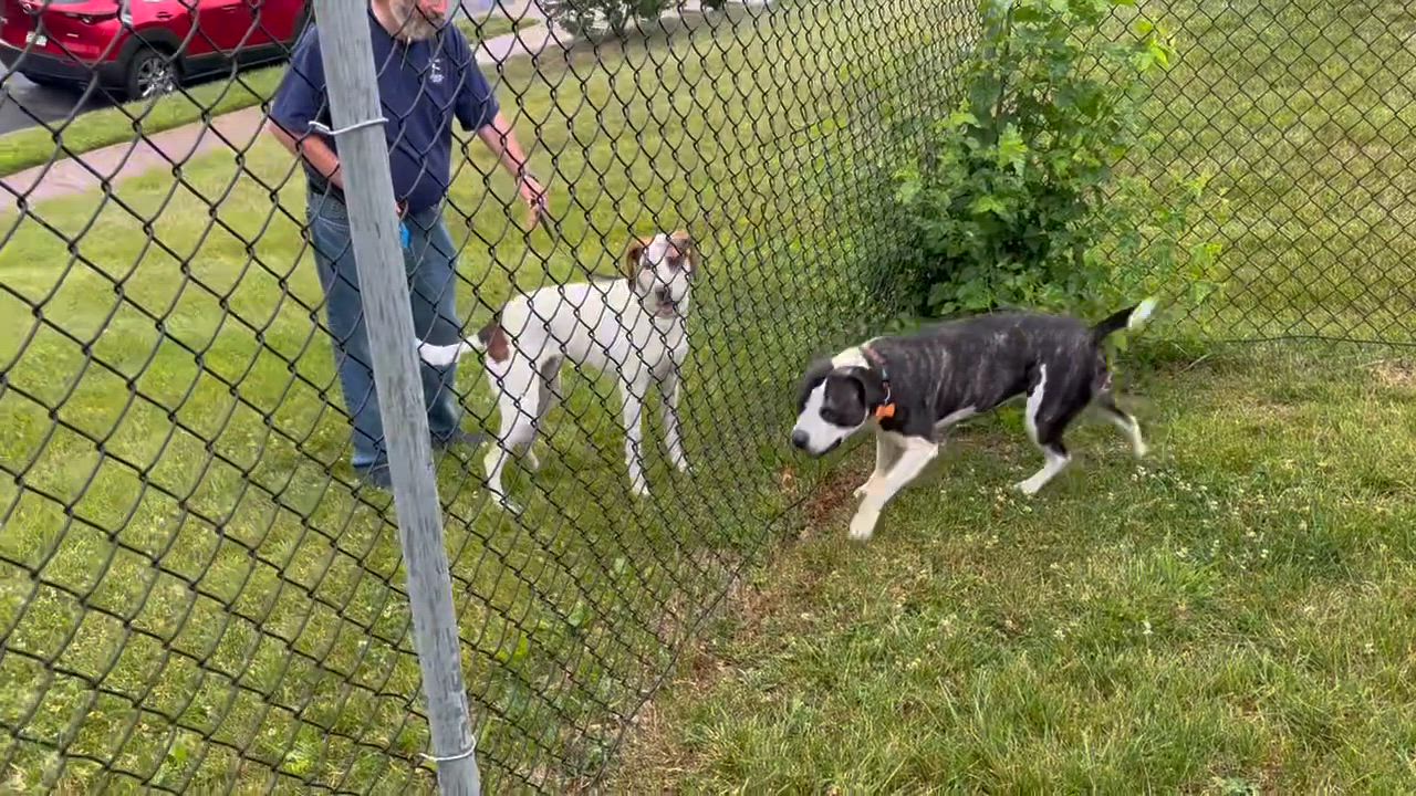 Enlarge Drew, a ADOPTABLE mixed breed in Leesburg, VA video 3/6