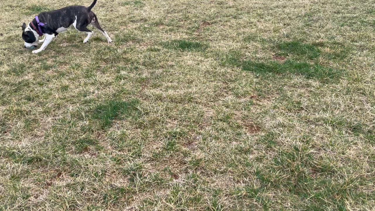 Enlarge Drew, a ADOPTABLE mixed breed in Leesburg, VA video 3/6