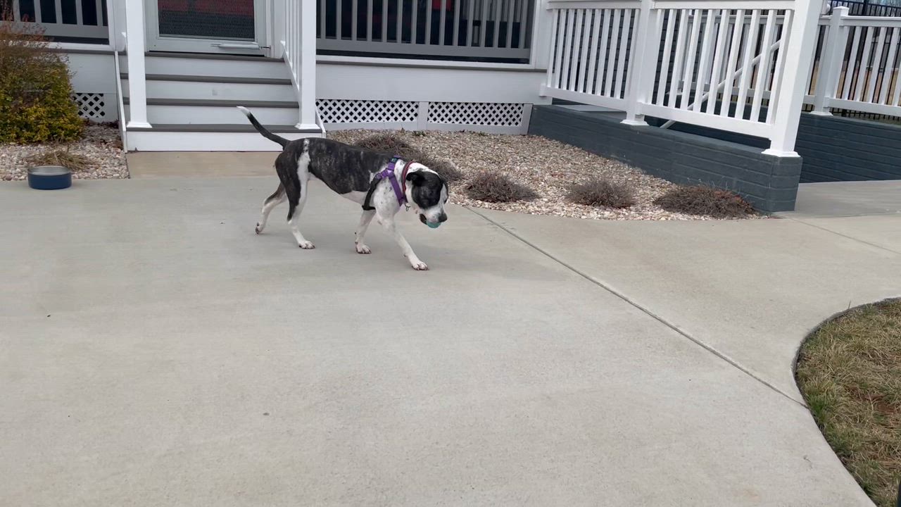 Enlarge Drew, a ADOPTABLE mixed breed in Leesburg, VA video 6/6