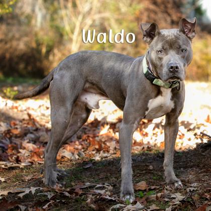 Waldo, Adoptable, Adult Male American Staffordshire Terrier & Mixed Breed.