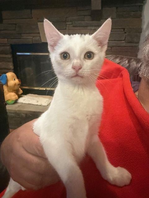 Enlarge Snowball (new), a Adoptable Domestic Short Hair in Wesley Chapel, FL image 2/2