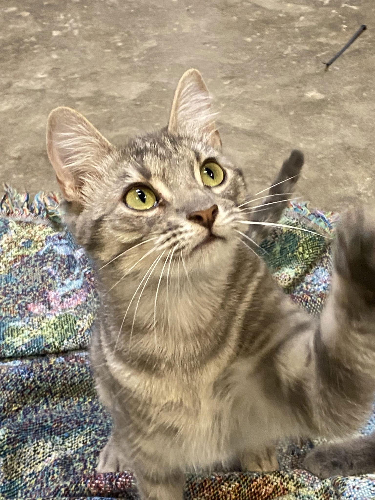 Rigby, Adoptable, Young Female Domestic Short Hair & Tabby.