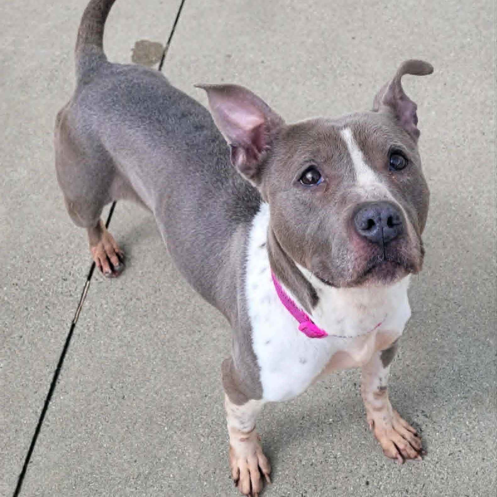 Enlarge Aquarius! Pretty Senior Girl!, a ADOPTABLE mixed breed in Meriden, CT image 5/6