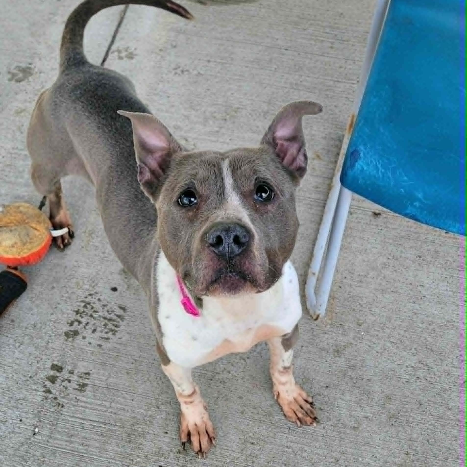 Enlarge Aquarius! Pretty Senior Girl!, a ADOPTABLE mixed breed in Meriden, CT image 3/6