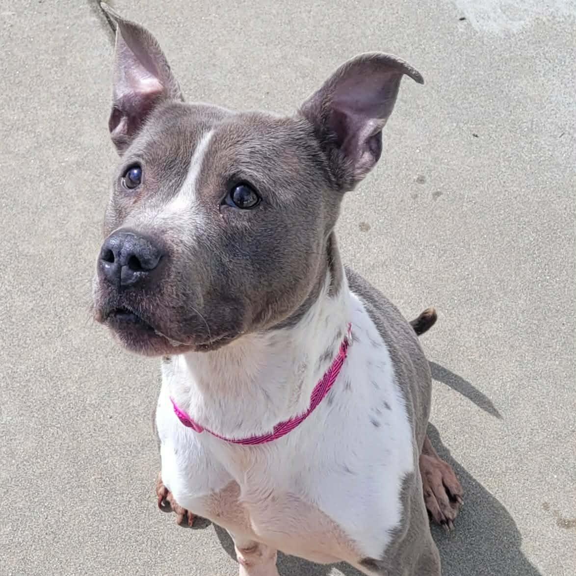 Enlarge Aquarius! Pretty Senior Girl!, a ADOPTABLE mixed breed in Meriden, CT image 6/6